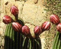 Buonconvento  2015 045